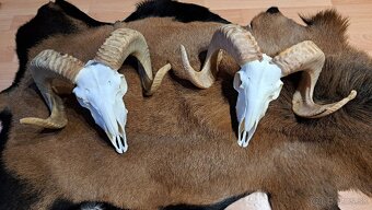 Trofeje, baran a cap - 7