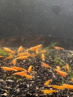 Krevetky (Caridina + Neocaridina)+rastlinky - 7