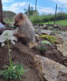 Oranžový špic -Pomeranian - 7