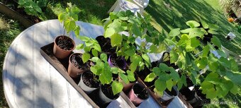 Katalpa nádherná (Catalpa speciosa) - 7