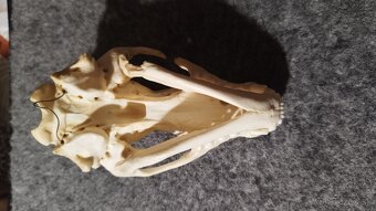 Predám lebku jazveca parožie, zhody, trofeje. - 7