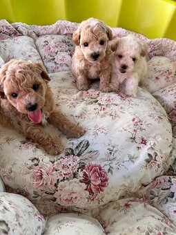 Maltipoo mini / teacup - 7