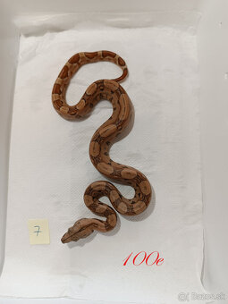 Predam Boa Constrictor - 7