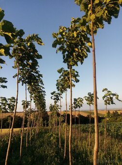Paulownia semienka - 7