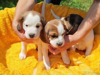 Krásne šteniatka Beagle (Bígl) - 7