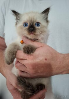 Ragdoll mačiatka - 7