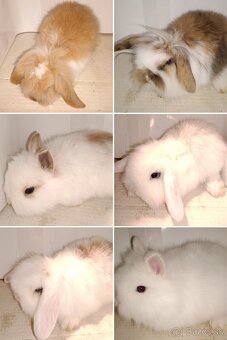 Zdrobnelý zakrslý králik - 7