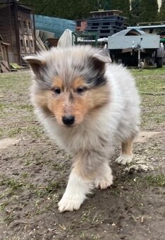 Kolia dlhosrstá - 7