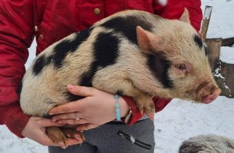 Gottingenské miniprasiatka - 7