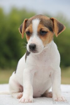 Jack Russel Terier - 7