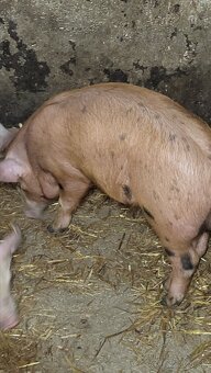 Predám kančeka - 7