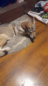 Československý Vlciak - 7