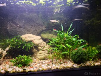 Predám akvária cca 60l - 7