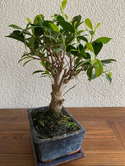 Fikus Ficus Retusa bonsaj3 - 7