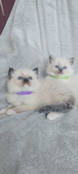 Predám Ragdoll - 7