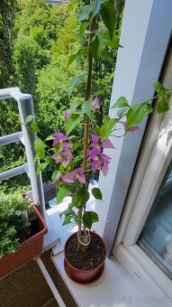 Bugenvilea (Bougainvillea) - 7