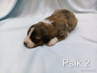 Border kolia - steniatka - 7