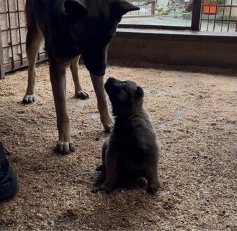 Belgický ovčiak - Malinois - 7
