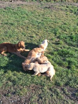 Zlatý retriever - 7