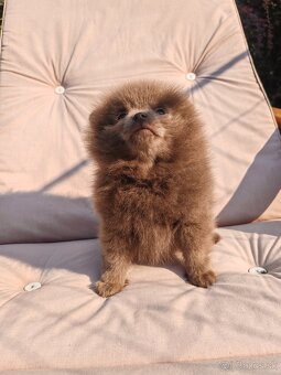 Pomeranian s PP - 7