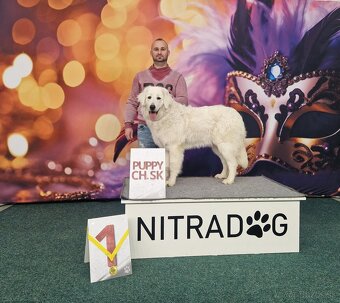 Slovenský čuvač - 7