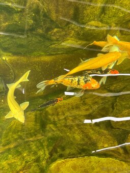 Koi kapre - 7
