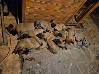 Belgický ovčiak malinois - 7