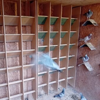 Rozpredam holubnik plus hodiny benzing - 7