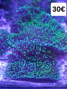 Morské korále - 7