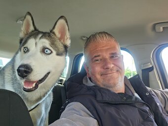 Sibírsky Husky na krytie - 7
