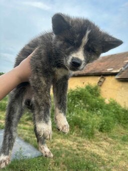Šteniatka Akita Inu - 7