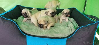 Mops - 7