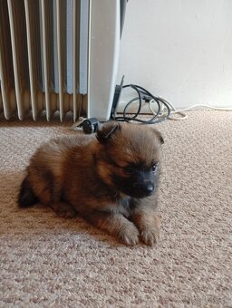 Pomeranian špic - 7