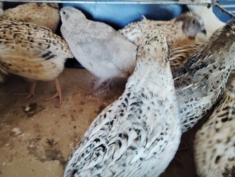 Predám japonské prepelice - 7