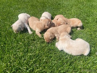 Zlatý Retriever - 7