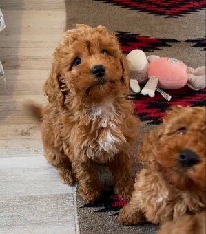 Pudel pudlik poodle - 7