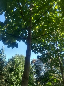 Cisarsky strom Paulownia a Aloe vera - 7