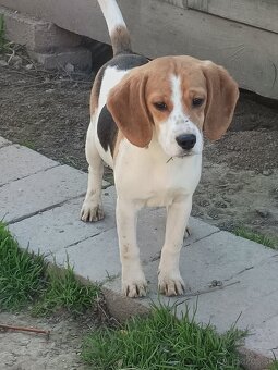 Beagle, bigel, bigl bez PP - 7
