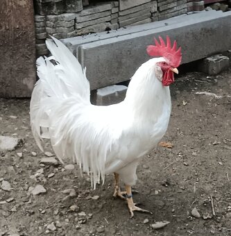 Leghorn - 7
