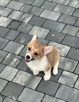 Welsh Corgi Pembroke - 7