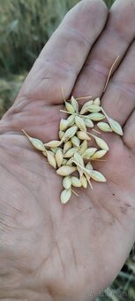 Predam  nove domace zemiaky, pšenicu, jačmeň. - 7