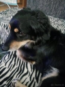 Darujem psíka - 7