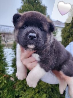 Americká akita s PP - 7