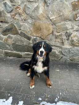 Bernský salašnícky pes - 7