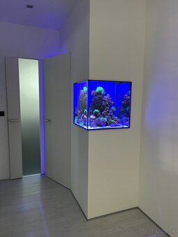 Morské akvárium - 7
