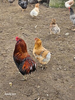 Predám nasadové vajíčka araucana - 7