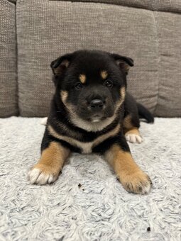 Shiba inu - 7