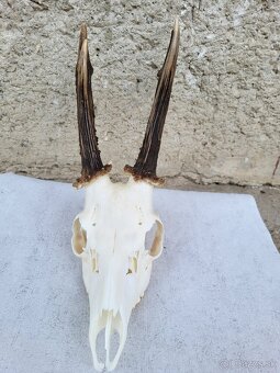 Úprava trofejí - 7