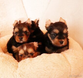 Yorkshire Terrier, York, Jork, Yorkshirsky teriér, šteniatka - 7