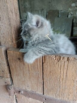 Chlpaté mačiatka - 7